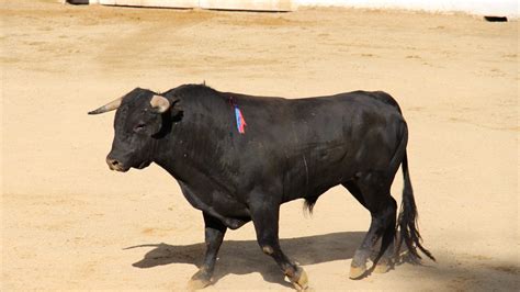 Bullfighting Spain | Information About Bullfights in Spain | Spanish Fiestas