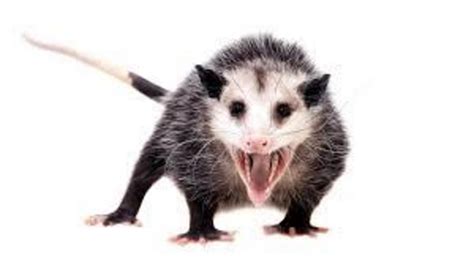 Opossum transforms into winged humanoid - Witnessed by Louisiana pastor ...