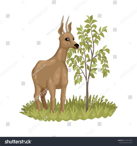 69 Deer Eating Plants Stock Vectors, Images & Vector Art | Shutterstock