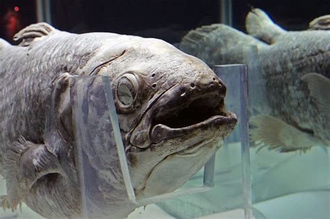 ‘Living Fossil’ Coelacanth Frozen in Time for 300 Million Years ...