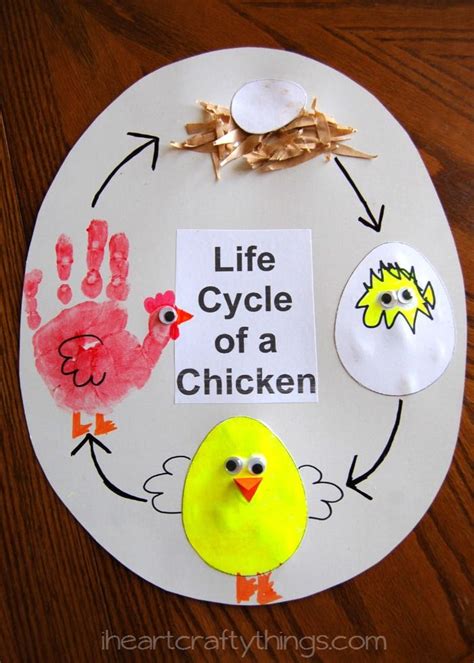 Life Cycle of a Chicken | Preschool crafts, Farm theme preschool activities, Farm theme preschool