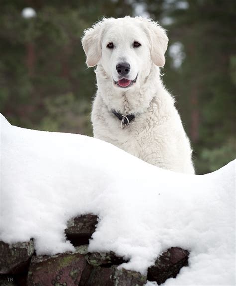 Hungarian Kuvasz | Dog-Breeds.com