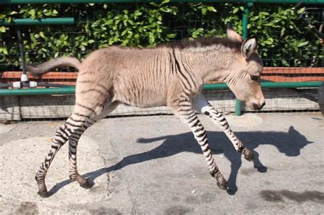 Ippo the Baby Zonkey, A Cross Between a Zebra and a Donkey