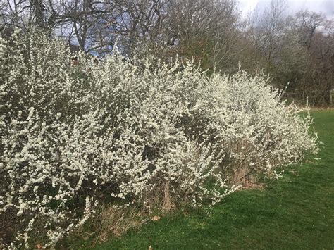 Bournville: bullace tree blossom | Bournville: bullace tree … | Flickr