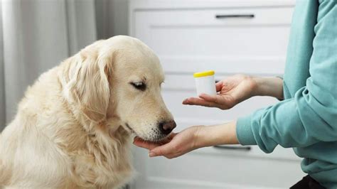 Carprofen For Dogs: A Comprehensive Guide - DogNeedsBest