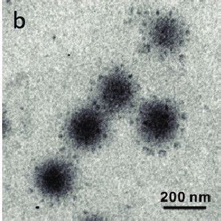 TEM images of the (a) PNIPAm/PEI microgel template, (b) Au/(PNIPAm/PEI ...