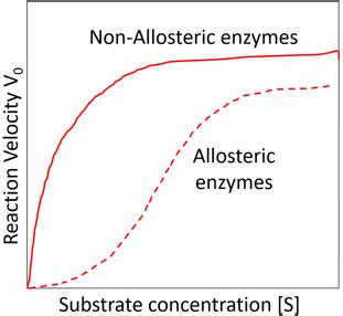 Allosteric Enzyme Questions and Answers - Sanfoundry