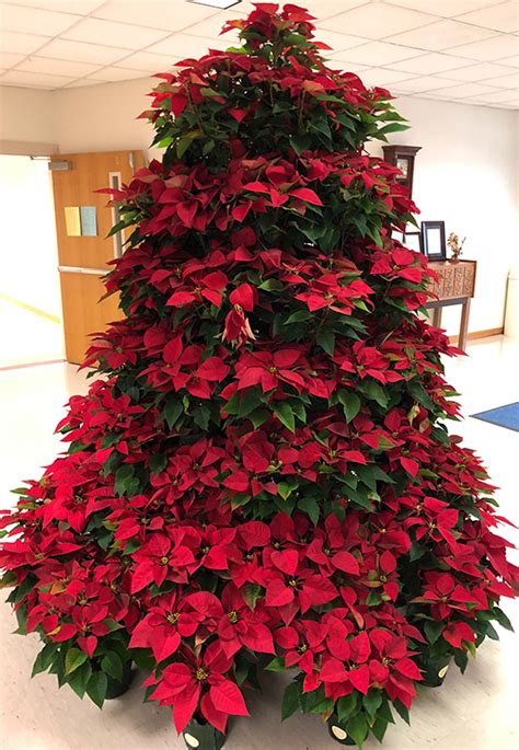 Northview Beta Club Creates Living Poinsettia Christmas Tree ...