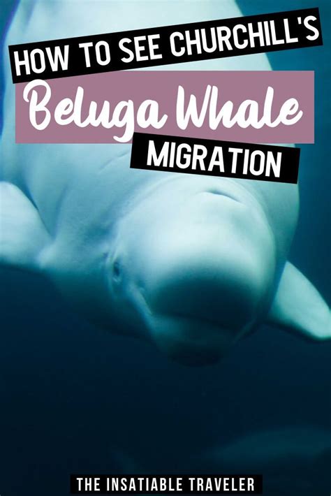 Don't Miss Churchill's Astonishing Beluga Whale Migration | Whale migration, Beluga whale ...