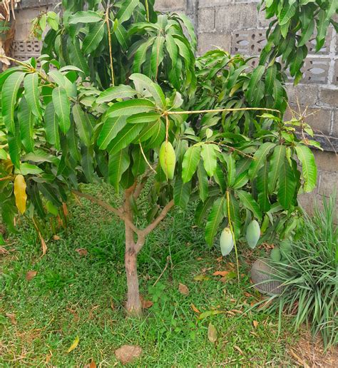 Mango Tree Also Called Mangifera Indica Fruit Tree Dwarf Fruit Trees | My XXX Hot Girl