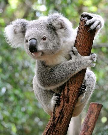 koala | Facts, Diet, & Habitat | Britannica.com