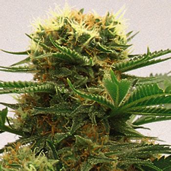 Hollands Hoop (Growi Seeds Amsterdam) :: Cannabis Strain Info