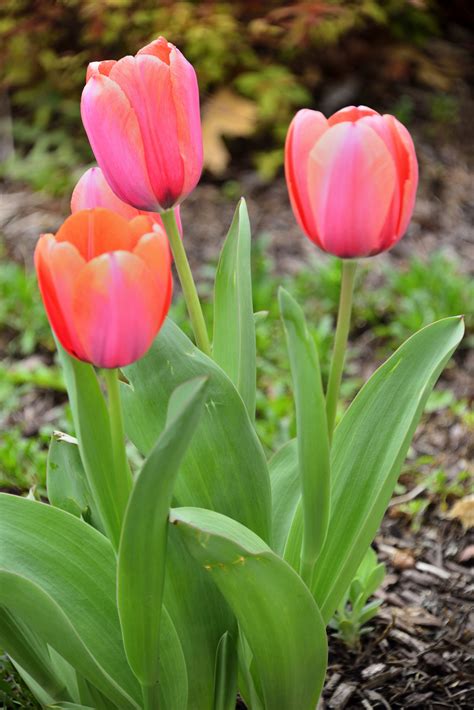 Spring Tulips (2) | Shutterbug