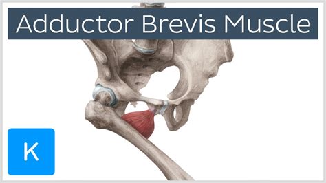 Adductor Brevis Muscle - Origins & Function - Human Anatomy | Kenhub ...