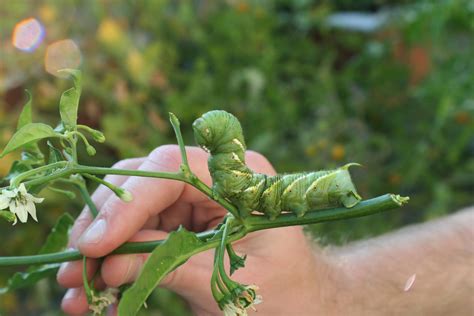 Tomato hornworm | Tien Chiu's Blog