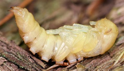 darkling beetle pupa - Centronopus calcaratus - BugGuide.Net