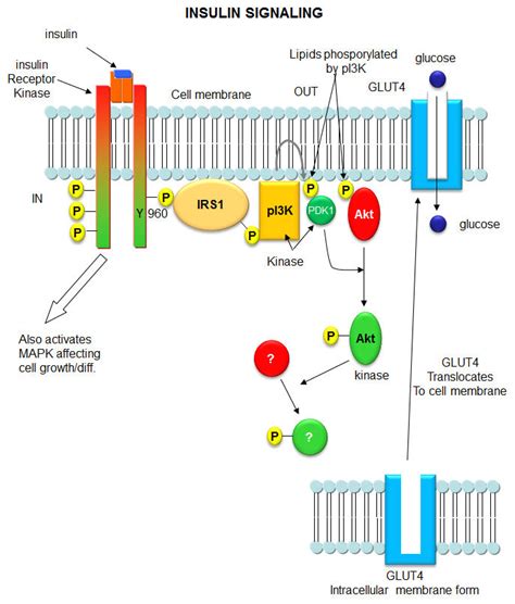 C9. Insulin Signaling - PI3K and Akt (Protein Kinase B) - Biology ...