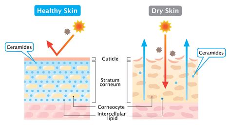 EVERYTHING YOU NEED TO KNOW ABOUT ANTI-AGING SKIN CARE - Flora’s Vanity