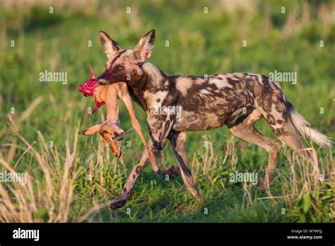 African wild dog / Painted hunting dog (Lycaon pictus) with young Impala kill. South Luangwa ...