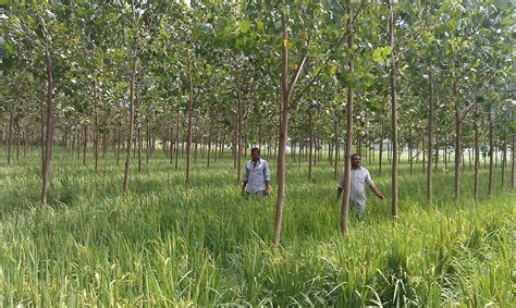 कृषि-वन उद्यमको नमुना (A model of Agroforestry in Nepal) - REGMI073's blog