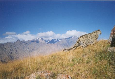 Kyrgyzstan: Major Win for Snow Leopards!
