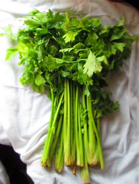 Chinese Celery fast growing vegetable for home gardens | Most Popular Seeds