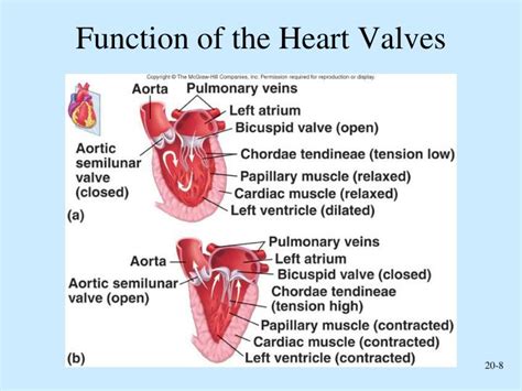 PPT - Functions of the Heart PowerPoint Presentation - ID:4225154