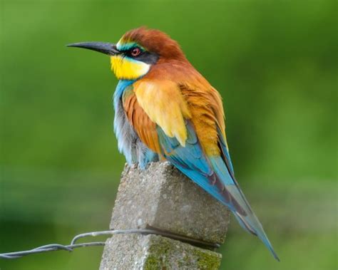 European bee-eater bird spotted in the UK! - Peckamix