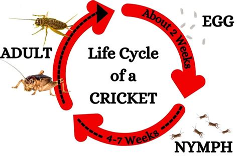 Mole Cricket Life Cycle