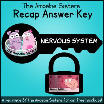 Nervous System Recap ANSWER KEY by the Amoeba Sisters (ANSWER KEY)