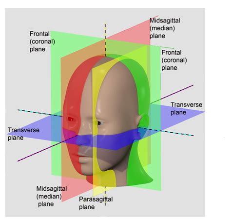 Anatomical Position and Planes | Human Anatomy and Physiology Lab (BSB 141)