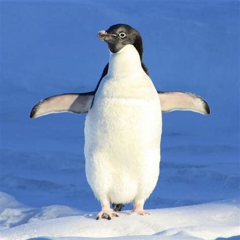 A Penguin's Diet: What Do Penguins Eat?