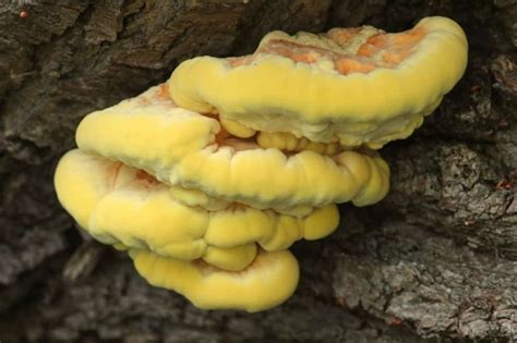 4 Chicken Of The Woods Look Alikes – Star Mushroom Farms