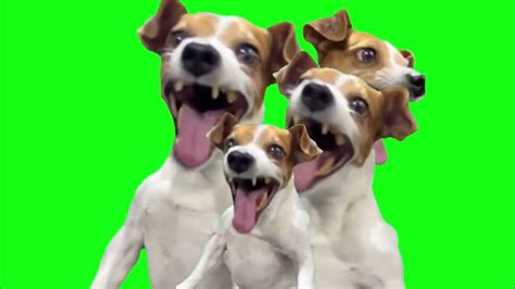 Dog Laughing Meme Family 4 DOG Download Green Screen Epic Funny 9GAG ...