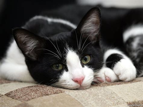 Black and white kitten, calico, feline, cat, kitten, animal, HD ...