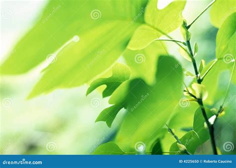 Tulip Tree leaves stock photo. Image of colorful, leaf - 4225650