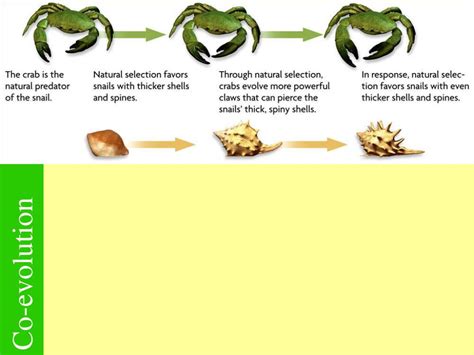 PPT - Coevolution PowerPoint Presentation, free download - ID:4866053