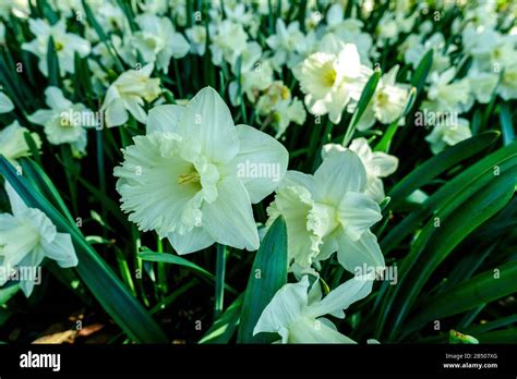 Daffodil dame blanche hi-res stock photography and images - Alamy