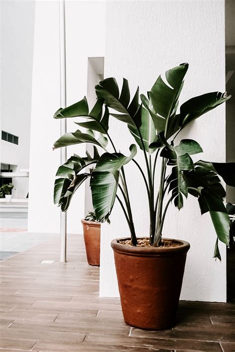 9 Plantas de Interior para Principiantes