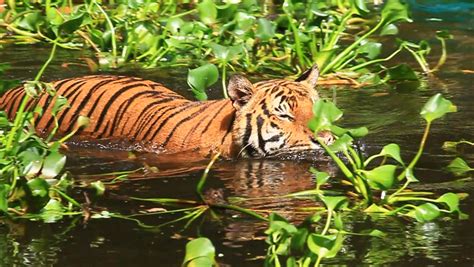 Tiger Swimming in Water with Stock Footage Video (100% Royalty-free ...