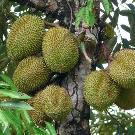 9 Tips Mudah Cara Budidaya Tanaman Buah Durian Agar Mampu Tumbuh Optimal, Cepat Berbuah dan ...