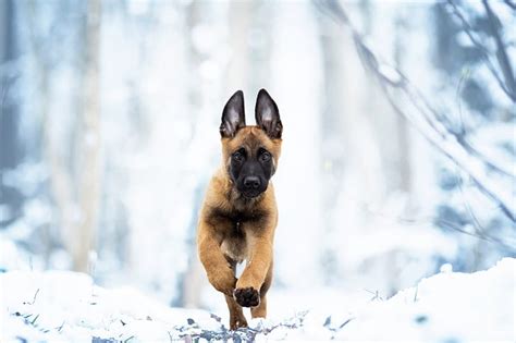 HD wallpaper: winter, snow, dog, puppy, walk, Belgian Malinois ...