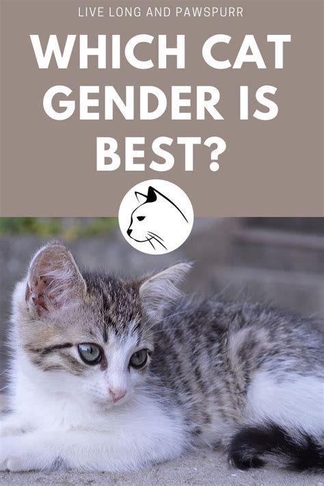 Which Cat Gender Is ACTUALLY Best?! | Cats, Cat care, Cat questions