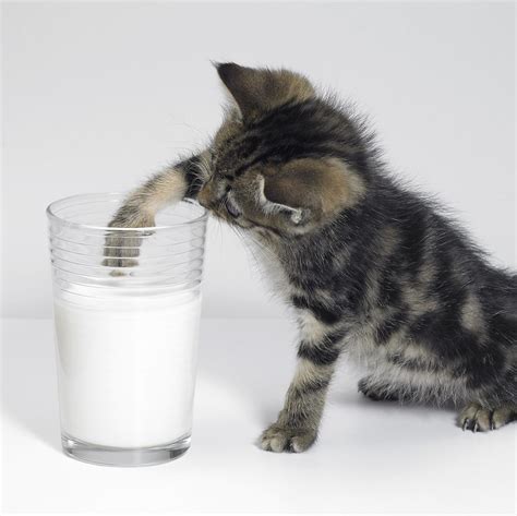 Why Do Cats Like Milk?