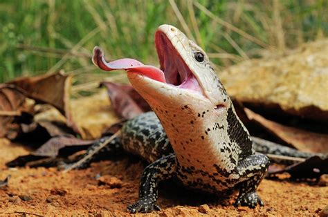 Indonesian Blue-tongued Skink With Tongue Extended, Captive Photograph ...