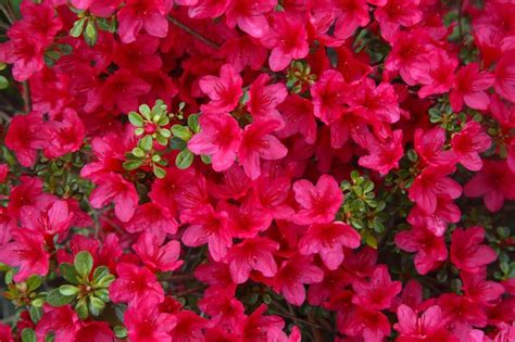 Close-up of pink azalea flowers filling frame. Dwarf Azaleas, Azaleas Care, Evergreen Flowering ...