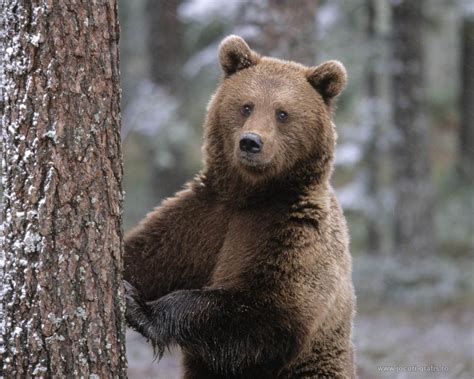 Why visit Romania?: Brown bear