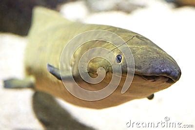 Australian Lungfish (Neoceratodus Forsteri) Stock Photo - Image: 38868191