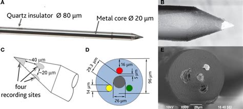 (A) Optical image of a single sharp microelectrode. (B) Scanning ...