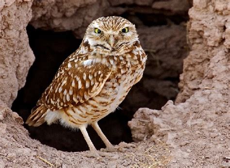 Burrowing Owl Facts, Habitat, Diet, Life Cycle, Baby, Pictures